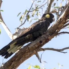 Zanda funerea at Acton, ACT - 21 Feb 2019 02:37 PM