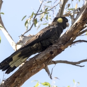 Zanda funerea at Acton, ACT - 21 Feb 2019