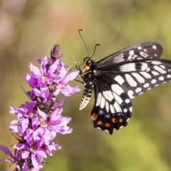 Papilio anactus (Dainty Swallowtail) at Acton, ACT - 21 Feb 2019 by AlisonMilton