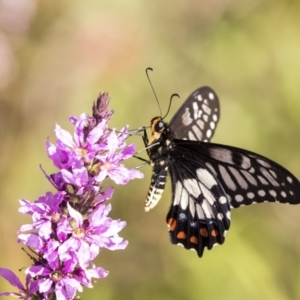 Papilio anactus at Acton, ACT - 21 Feb 2019