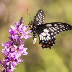 Papilio anactus at Acton, ACT - 21 Feb 2019