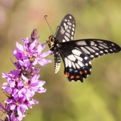 Papilio anactus at Acton, ACT - 21 Feb 2019