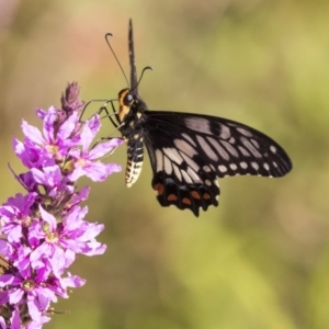 Papilio anactus at Acton, ACT - 21 Feb 2019