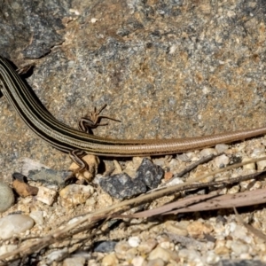 Ctenotus taeniolatus at Acton, ACT - 21 Feb 2019