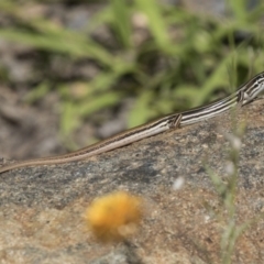 Ctenotus taeniolatus at Acton, ACT - 21 Feb 2019