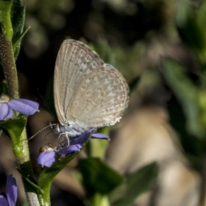 Zizina otis at Acton, ACT - 21 Feb 2019