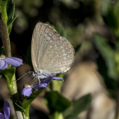 Zizina otis (Common Grass-Blue) at Acton, ACT - 21 Feb 2019 by AlisonMilton