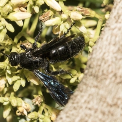 Austroscolia soror (Blue Flower Wasp) at Acton, ACT - 21 Feb 2019 by AlisonMilton