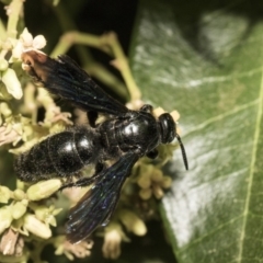 Austroscolia soror at Acton, ACT - 21 Feb 2019 01:58 PM