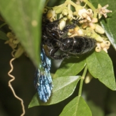 Austroscolia soror at Acton, ACT - 21 Feb 2019 01:58 PM