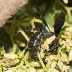 Austroscolia soror at Acton, ACT - 21 Feb 2019 01:58 PM