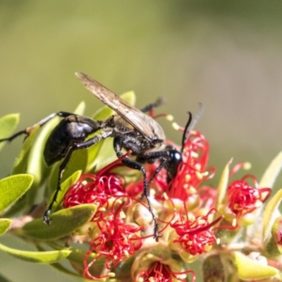 Sphex sp. (genus) (Unidentified Sphex digger wasp) at Acton, ACT - 21 Feb 2019 by AlisonMilton