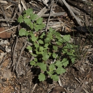 Dysphania pumilio at Michelago, NSW - 12 Jan 2019