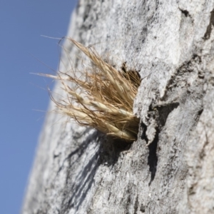 Isodontia sp. (genus) at Michelago, NSW - 12 Jan 2019 08:34 AM