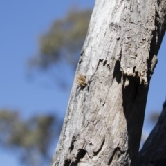 Isodontia sp. (genus) at Michelago, NSW - 12 Jan 2019