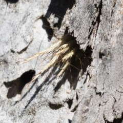 Isodontia sp. (genus) at Michelago, NSW - 12 Jan 2019