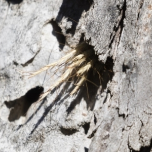 Isodontia sp. (genus) at Michelago, NSW - 12 Jan 2019 08:34 AM