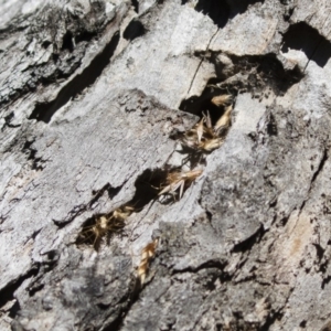 Isodontia sp. (genus) at Michelago, NSW - 12 Jan 2019 08:34 AM