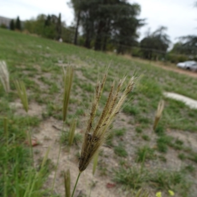 Chloris virgata (Feathertop Rhodes Grass) at Reid, ACT - 23 Mar 2019 by JanetRussell
