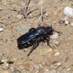 Scoliidae sp. (family) at Michelago, NSW - 25 Feb 2019