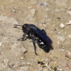 Scoliidae sp. (family) at Michelago, NSW - 25 Feb 2019