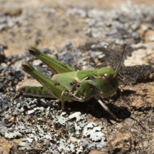 Oedaleus australis at Michelago, NSW - 23 Dec 2018 03:19 PM