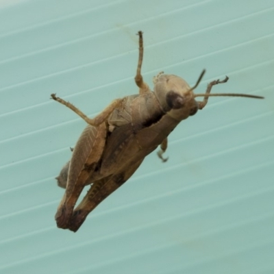 Phaulacridium vittatum (Wingless Grasshopper) at Michelago, NSW - 31 Dec 2018 by Illilanga