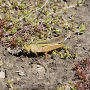 Schizobothrus flavovittatus at Michelago, NSW - 25 Feb 2019