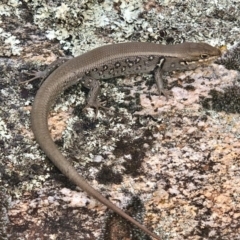 Liopholis whitii (White's Skink) at Mount Clear, ACT - 23 Mar 2019 by AndrewCB