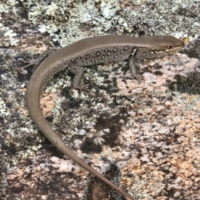 Liopholis whitii (White's Skink) at Mount Clear, ACT - 23 Mar 2019 by AndrewCB