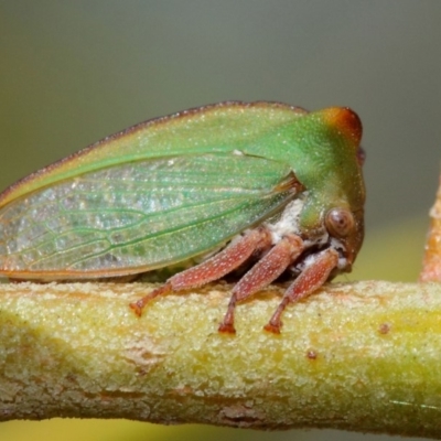 Sextius virescens (Acacia horned treehopper) at Hackett, ACT - 27 Mar 2019 by TimL