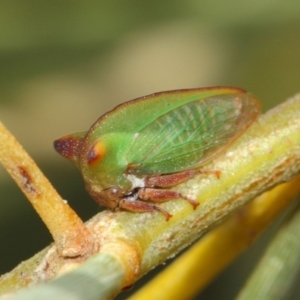 Sextius virescens at Hackett, ACT - 27 Mar 2019 01:33 PM