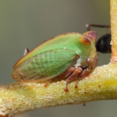 Sextius virescens at Hackett, ACT - 27 Mar 2019 01:33 PM