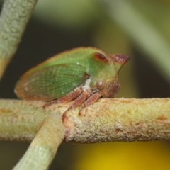 Sextius virescens at Hackett, ACT - 27 Mar 2019 01:33 PM