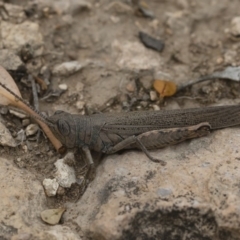 Pardillana limbata (Common Pardillana) at Michelago, NSW - 16 Mar 2019 by Illilanga