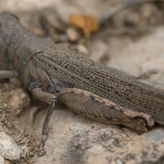 Pardillana limbata at Michelago, NSW - 17 Mar 2019