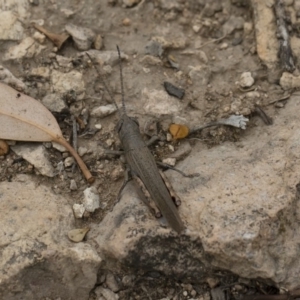 Pardillana limbata at Michelago, NSW - 17 Mar 2019