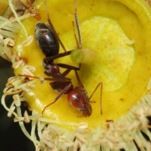 Iridomyrmex purpureus at Hackett, ACT - 27 Mar 2019 12:41 PM