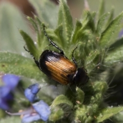 Phyllotocus navicularis (Nectar scarab) at Michelago, NSW - 11 Jan 2019 by Illilanga