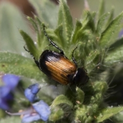 Phyllotocus navicularis (Nectar scarab) at Michelago, NSW - 12 Jan 2019 by Illilanga