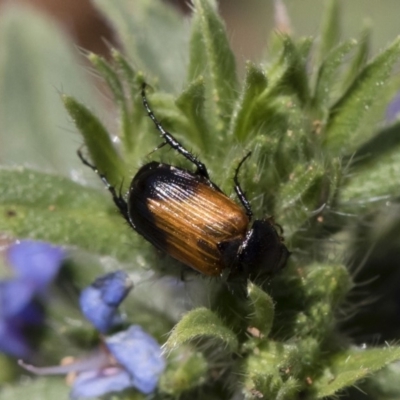Phyllotocus navicularis (Nectar scarab) at Michelago, NSW - 11 Jan 2019 by Illilanga