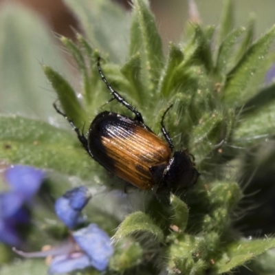 Phyllotocus navicularis (Nectar scarab) at Michelago, NSW - 12 Jan 2019 by Illilanga
