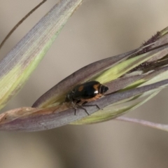 Monolepta sp. (genus) (Leaf beetle) at Michelago, NSW - 12 Jan 2019 by Illilanga