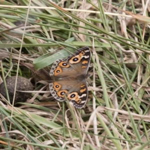 Junonia villida at Michelago, NSW - 17 Mar 2019 12:14 PM