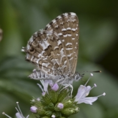 Theclinesthes serpentata (Saltbush Blue) at Michelago, NSW - 22 Mar 2019 by Illilanga