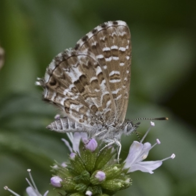 Theclinesthes serpentata (Saltbush Blue) at Michelago, NSW - 22 Mar 2019 by Illilanga