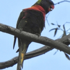 Trichoglossus moluccanus (Rainbow Lorikeet) at Aranda, ACT - 27 Mar 2019 by KMcCue