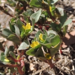 Portulaca oleracea (Pigweed, Purslane) at Tuggeranong DC, ACT - 27 Feb 2019 by michaelb