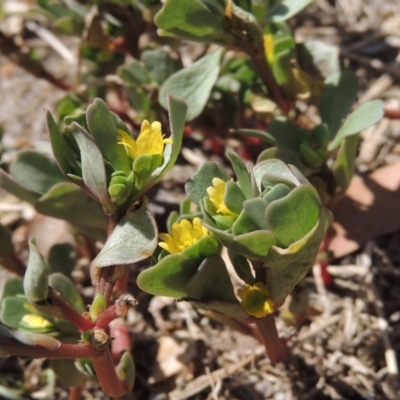 Portulaca oleracea (Munyeroo ,Pigweed, Purslane) at Tuggeranong DC, ACT - 27 Feb 2019 by MichaelBedingfield
