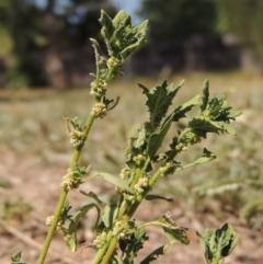 Dysphania pumilio (Small Crumbweed) at Conder, ACT - 27 Feb 2019 by MichaelBedingfield